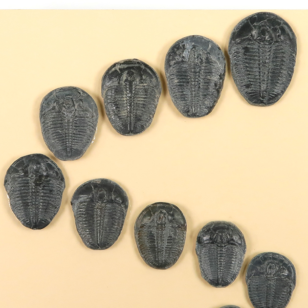 三葉虫（エルラシア）