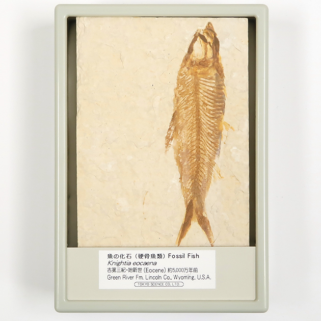 魚の化石（グリーンリバー層の化石群）