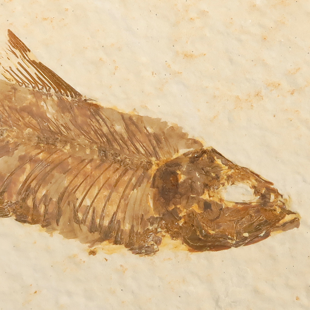 魚の化石（グリーンリバー層の化石群）