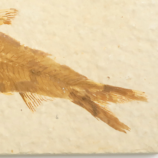 魚の化石（グリーンリバー層の化石群）