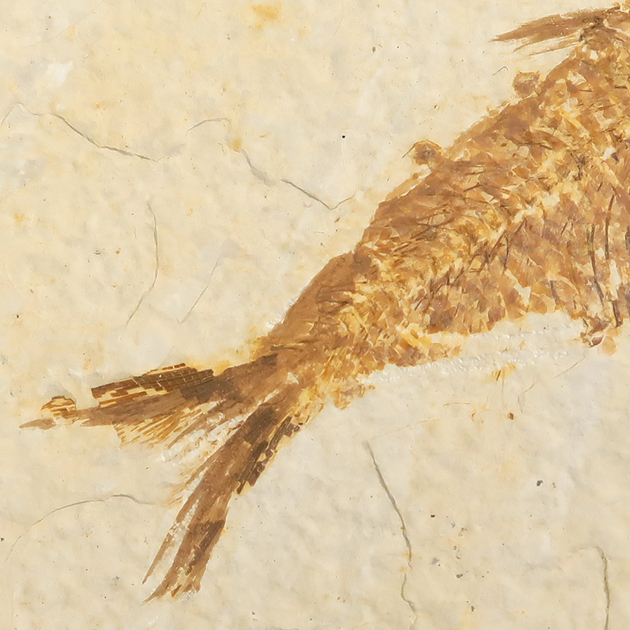 魚の化石（グリーンリバー層の化石群）