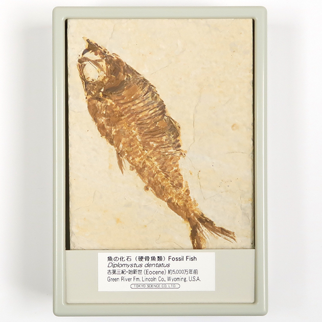 魚の化石（グリーンリバー層の化石群）