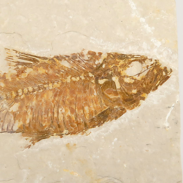 魚の化石（グリーンリバー層の化石群）