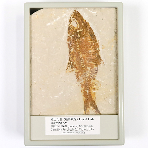 魚の化石（グリーンリバー層の化石群）
