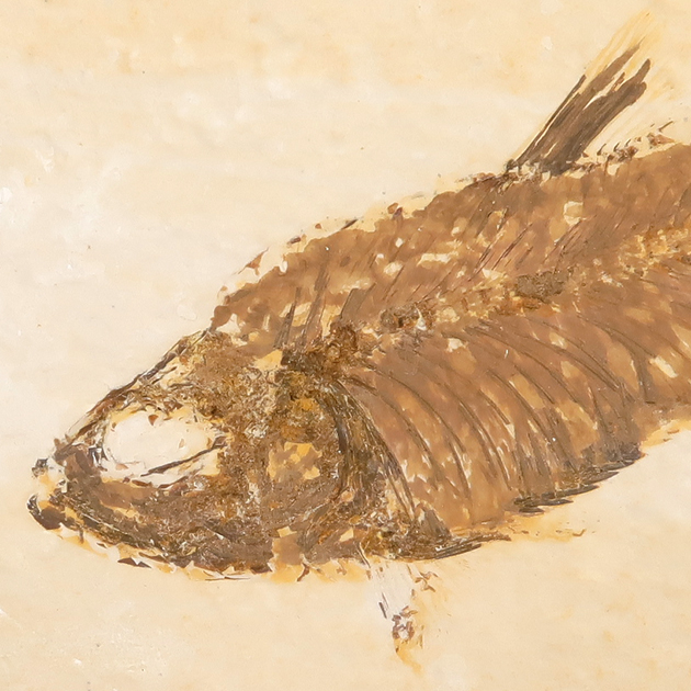 魚の化石（グリーンリバー層の化石群）