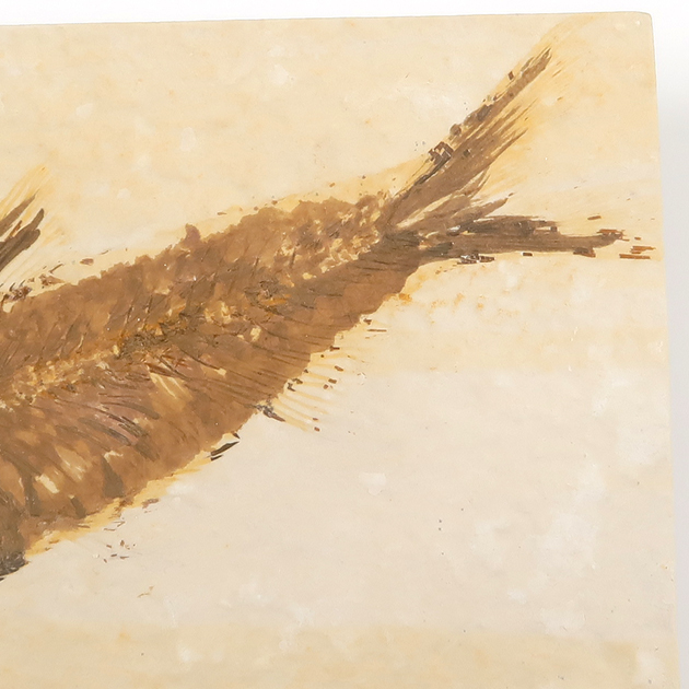 魚の化石（グリーンリバー層の化石群）