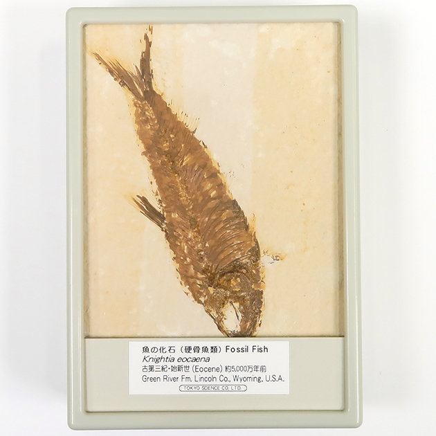 魚の化石（グリーンリバー層の化石群）