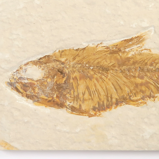 魚の化石（グリーンリバー層の化石群）