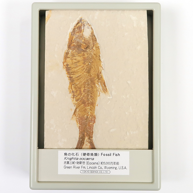 魚の化石（グリーンリバー層の化石群）