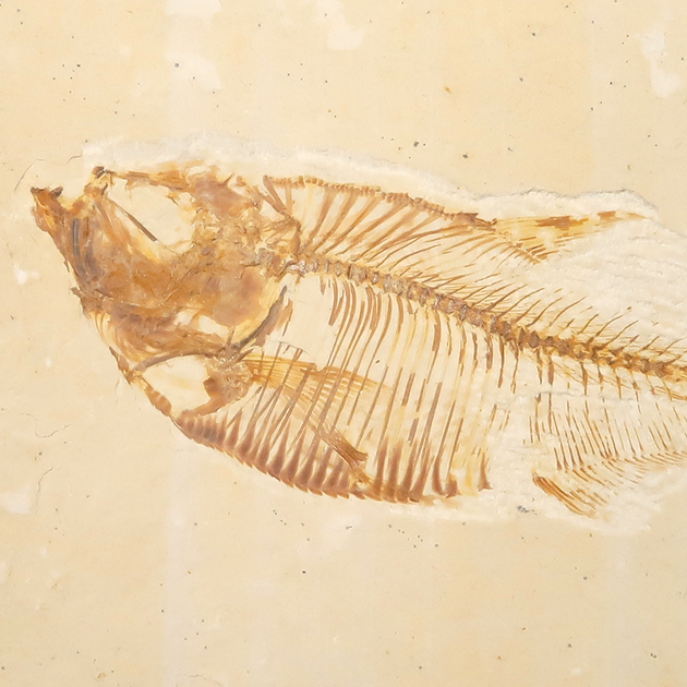 魚の化石（グリーンリバー層の化石群）