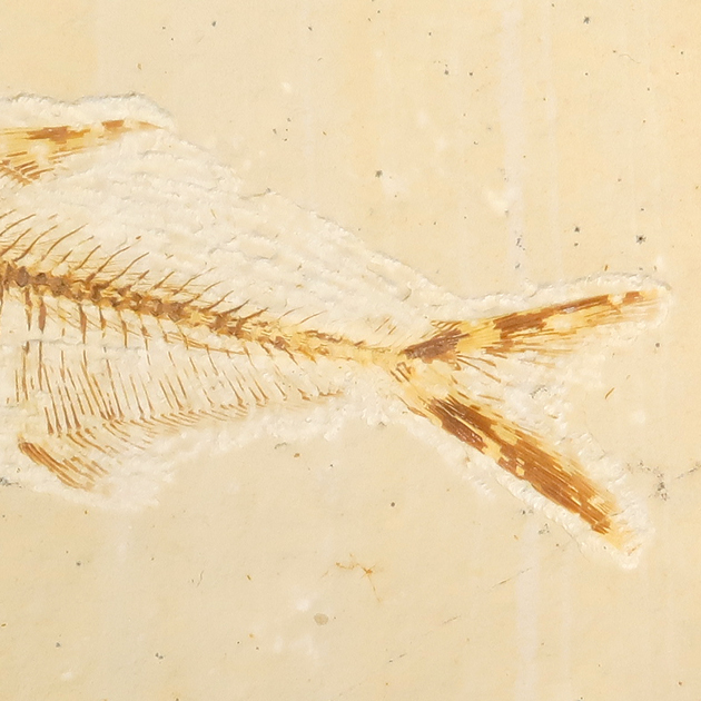 魚の化石（グリーンリバー層の化石群）