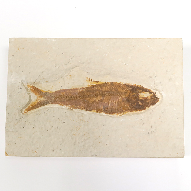 魚の化石（グリーンリバー層の化石群）