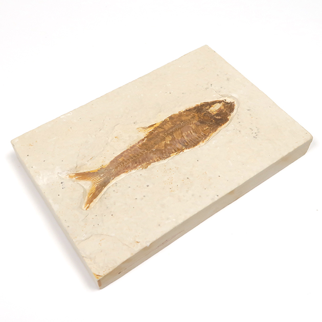 魚の化石（グリーンリバー層の化石群）