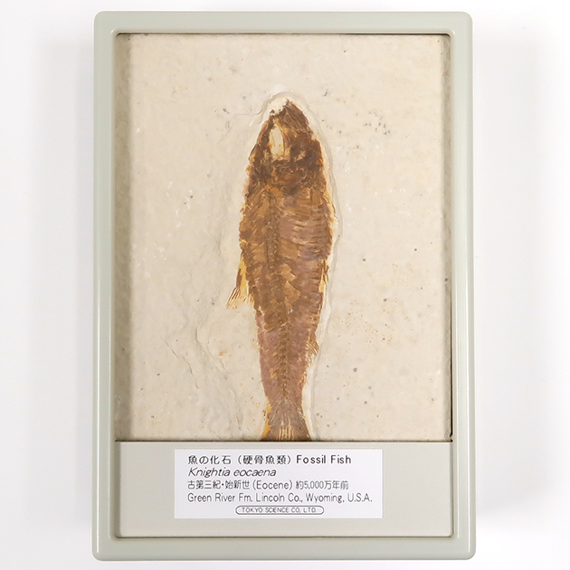 魚の化石（グリーンリバー層の化石群）