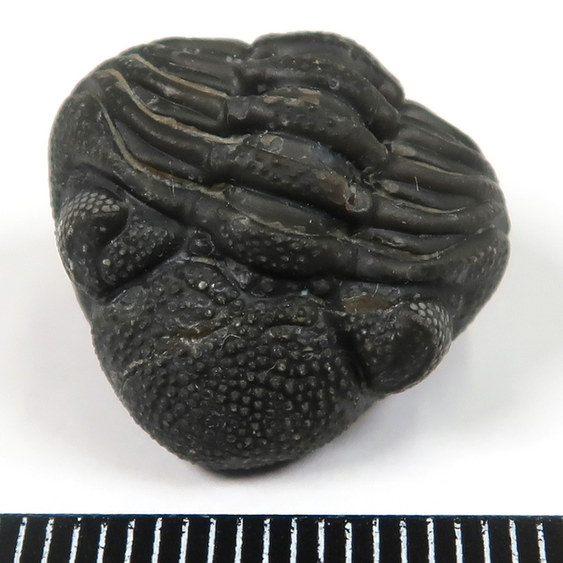 三葉虫（ファコプス）