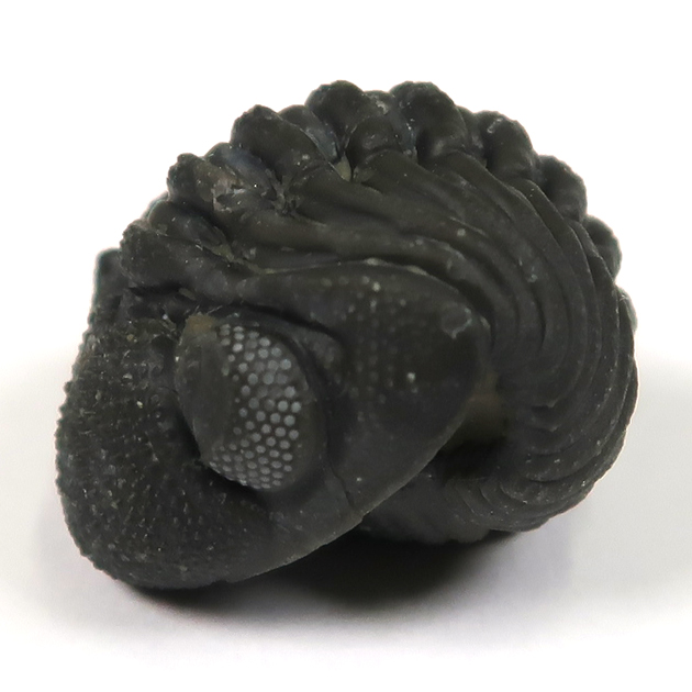 三葉虫（ファコプス）