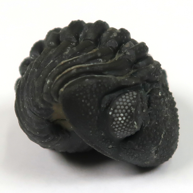 三葉虫（ファコプス）