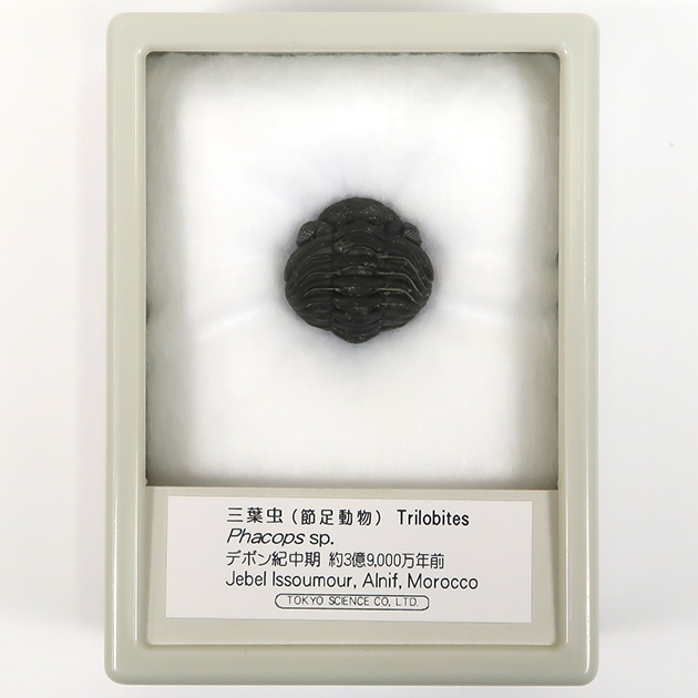 三葉虫（ファコプス）