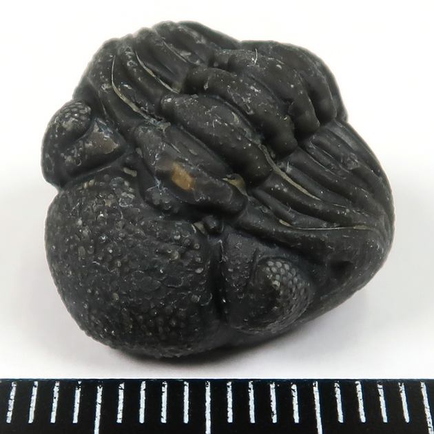 三葉虫（ファコプス）