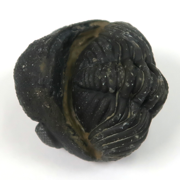 三葉虫（ファコプス）