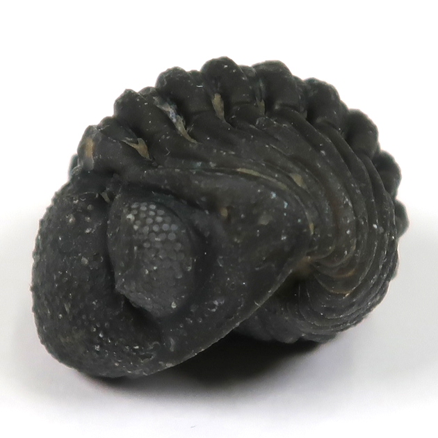 三葉虫（ファコプス）