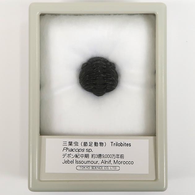 三葉虫（ファコプス）