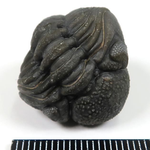 三葉虫（ファコプス）