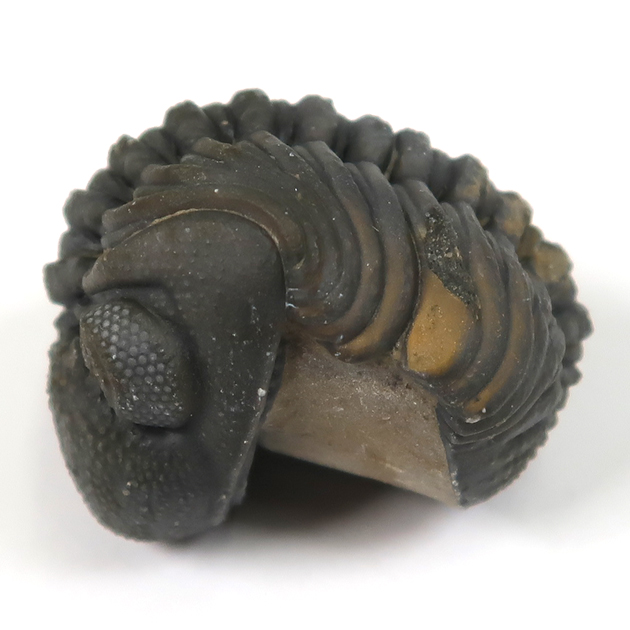 三葉虫（ファコプス）