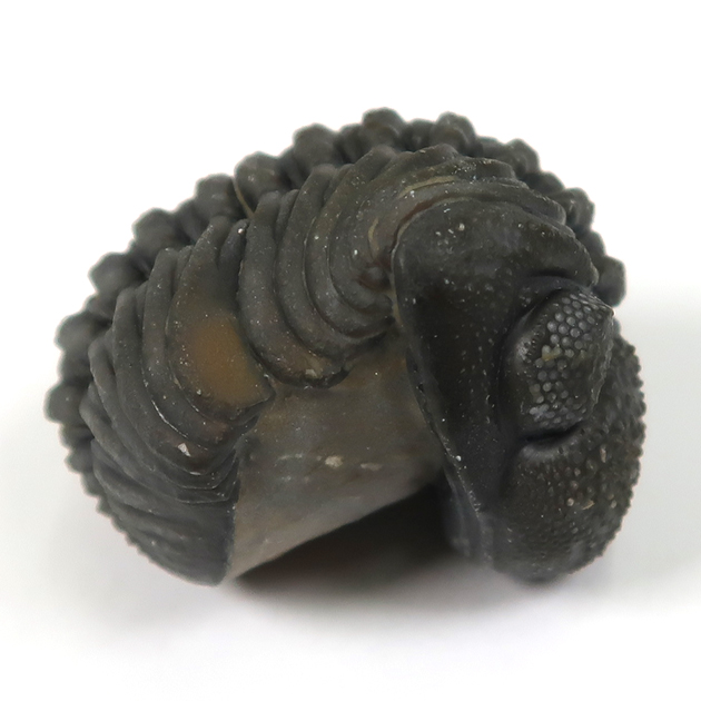 三葉虫（ファコプス）