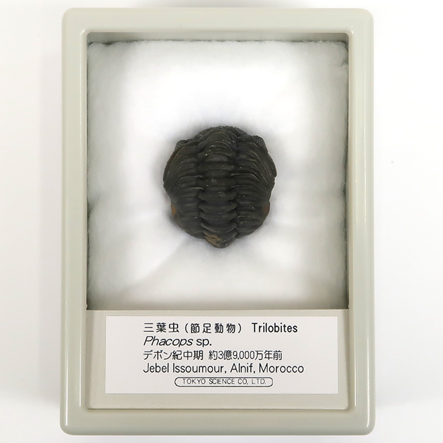 三葉虫（ファコプス）