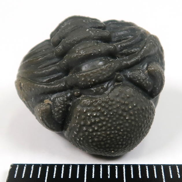 三葉虫（ファコプス）