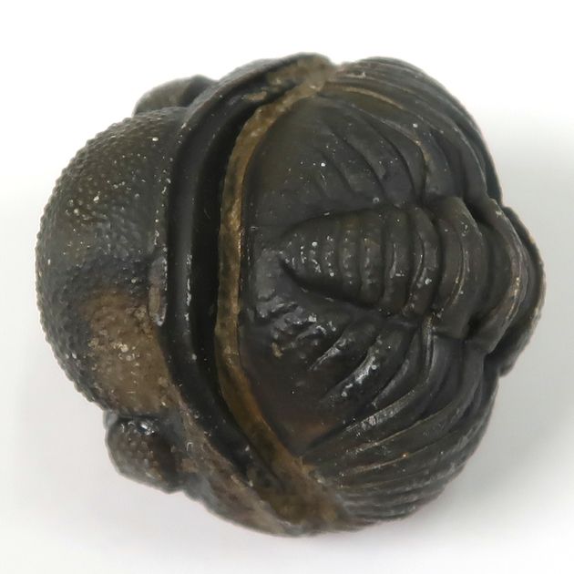 三葉虫（ファコプス）