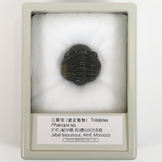 三葉虫（ファコプス）