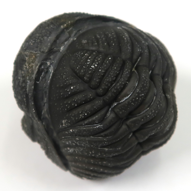 三葉虫（ファコプス）