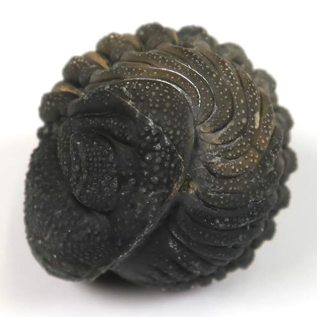 三葉虫（ファコプス）