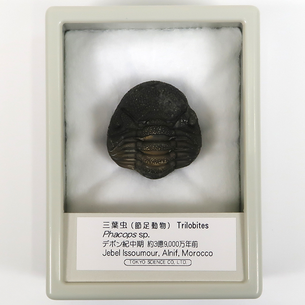 三葉虫（ファコプス）