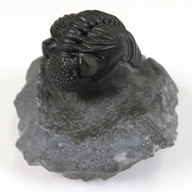 三葉虫（ファコプス）