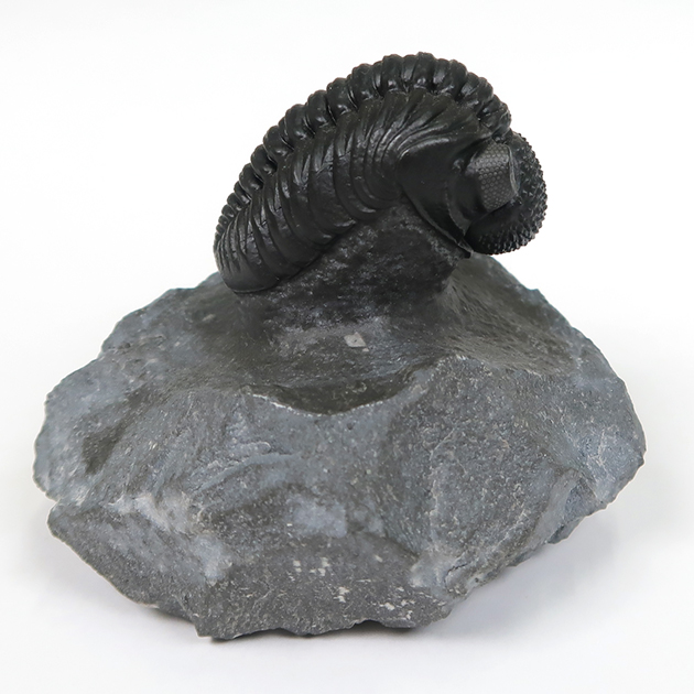 三葉虫（ファコプス）