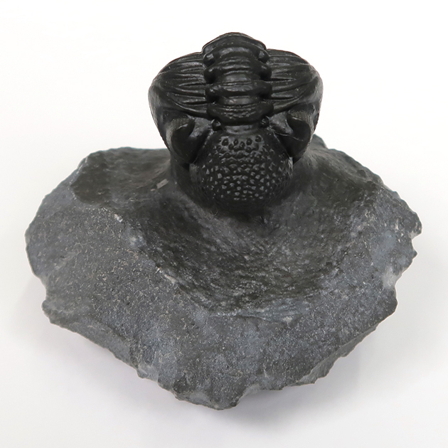 三葉虫（ファコプス）