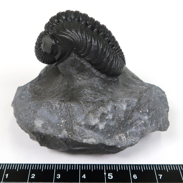 三葉虫（ファコプス）