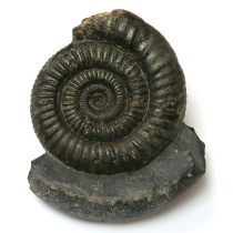 アンモナイト（Dactylioceras）