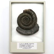 アンモナイト（Dactylioceras）