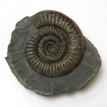 アンモナイト（Dactylioceras）