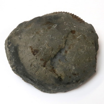 アンモナイト（Dactylioceras）