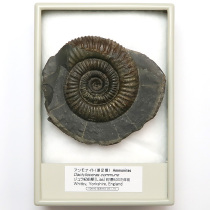 アンモナイト（Dactylioceras）
