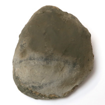アンモナイト（Dactylioceras）