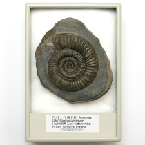 アンモナイト（Dactylioceras）