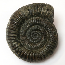 アンモナイト（Dactylioceras）