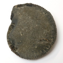 アンモナイト（Dactylioceras）