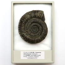 アンモナイト（Dactylioceras）